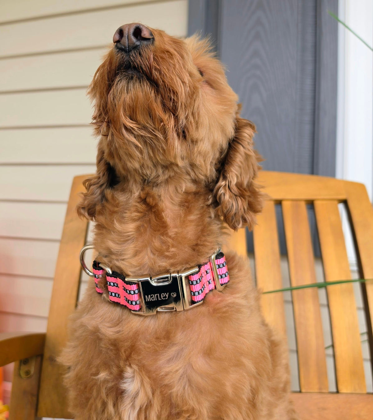 Engraved Pet Collar